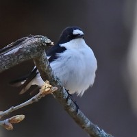 Atlas Flycatcher